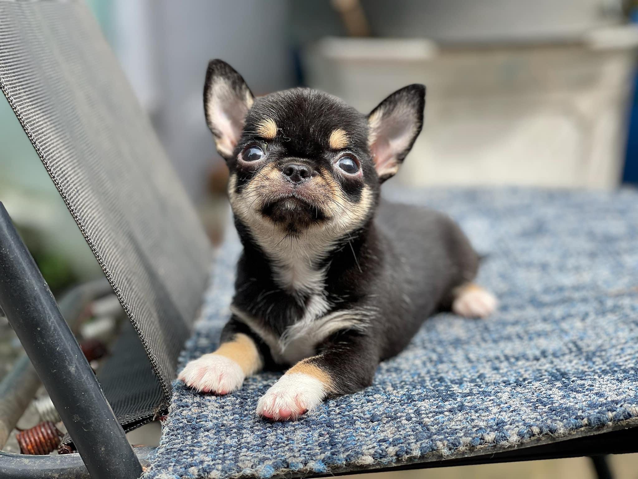Chó Chihuahua Mini Màu Blacktan Mã CH30574