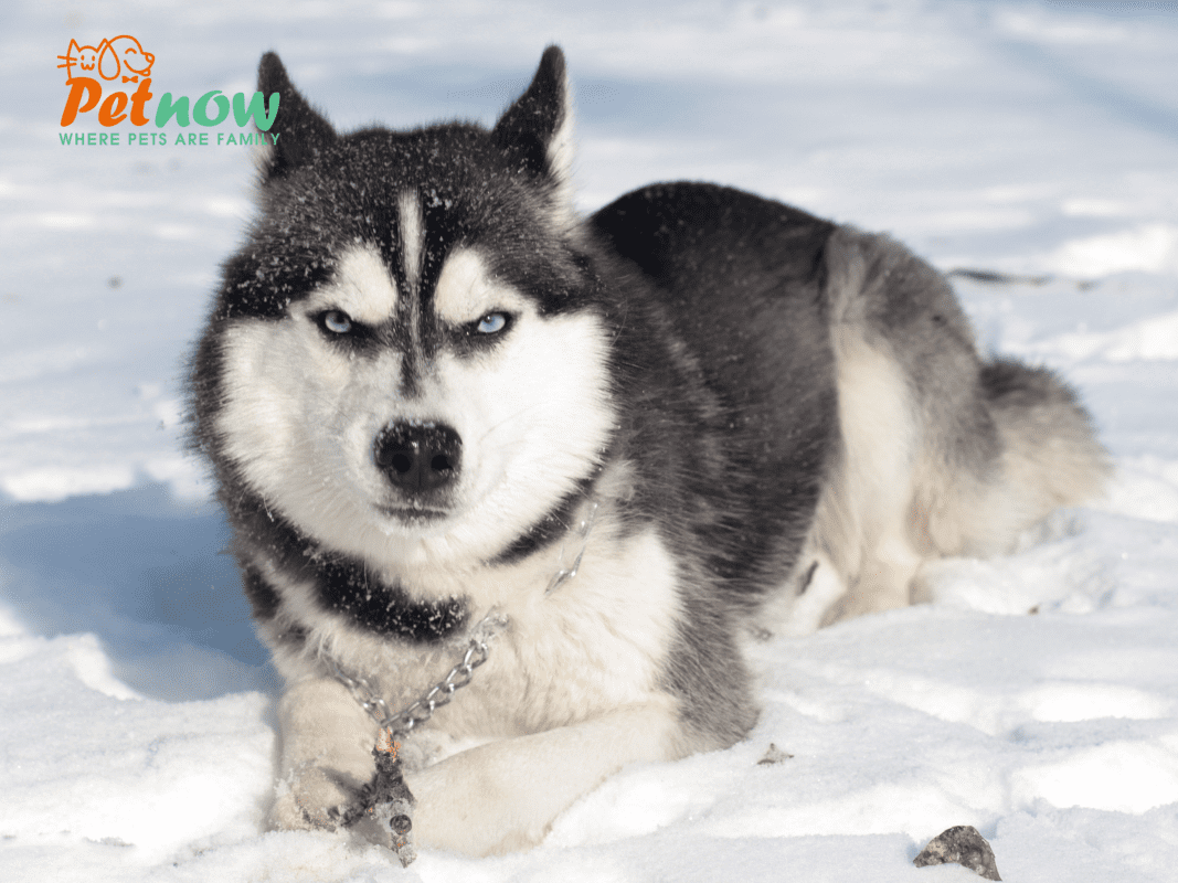 Những điều cần biết về chó Husky