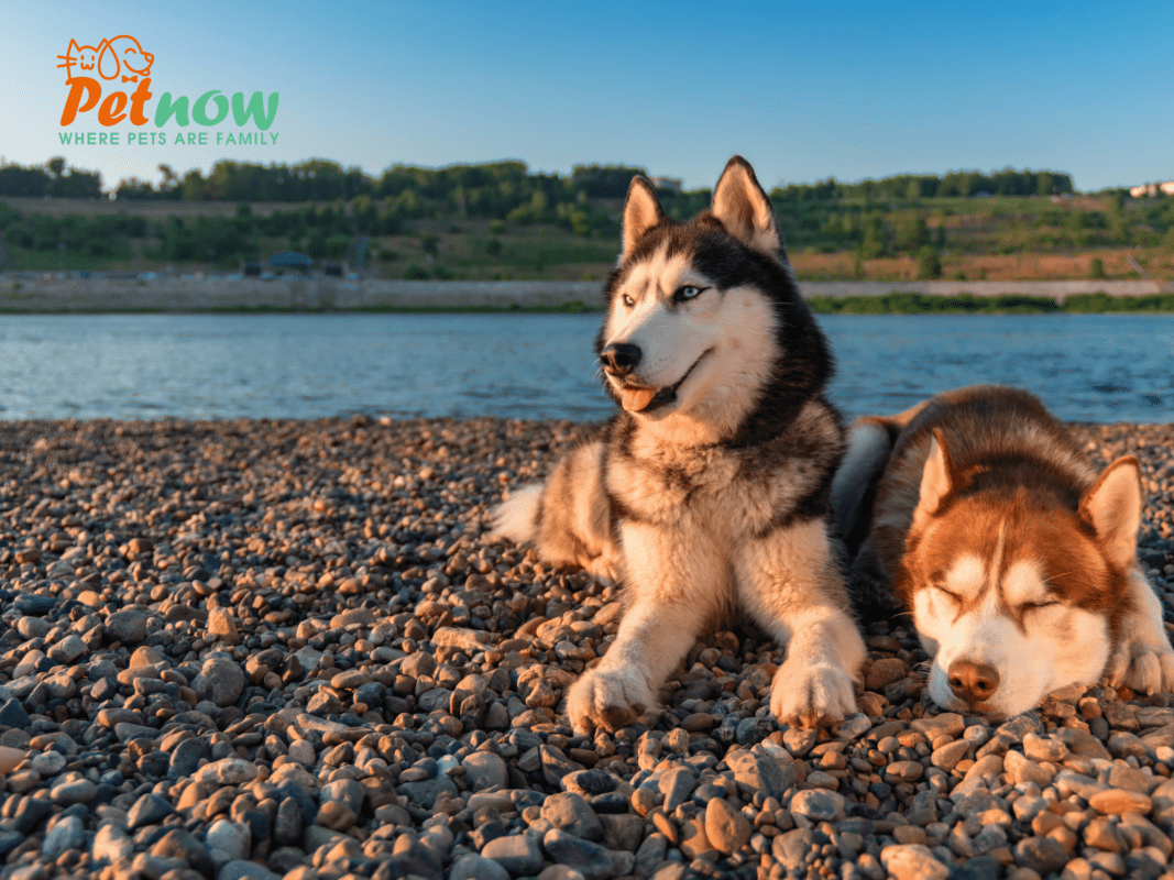 Những điều cần biết về chó Husky