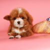 Chó Poodle Teacup màu trắng nâu mã PD30535