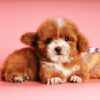 Chó Poodle Teacup màu trắng nâu mã PD30535