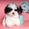 Chó Poodle tiny màu bò sữa mã PD30544Chó Poodle tiny màu bò sữa mã PD30544