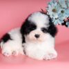 Chó Poodle tiny màu bò sữa mã PD30544