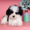 Chó Poodle tiny màu bò sữa mã PD30544