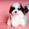 Chó Poodle tiny màu bò sữa mã PD30544