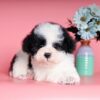 Chó Poodle tiny màu bò sữa mã PD30544