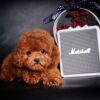 Chó poodle VIP màu nâu đỏ đậm mã PD30546