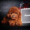 Chó poodle VIP màu nâu đỏ đậm mã PD30546