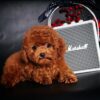 Chó poodle VIP màu nâu đỏ đậm mã PD30546