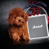 Chó poodle VIP màu nâu đỏ đậm mã PD30546