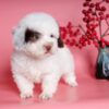 Chó Poodle màu bò socola mã PD30557
