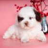 Chó Poodle màu bò socola mã PD30557