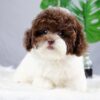 Chó Poodle màu bò socola mã PD30565
