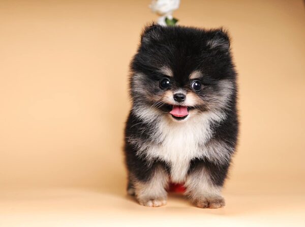 Chó Phốc sóc màu Pomeranian mini blacktan Mã PS30575