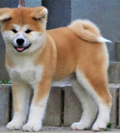 Chó Akita