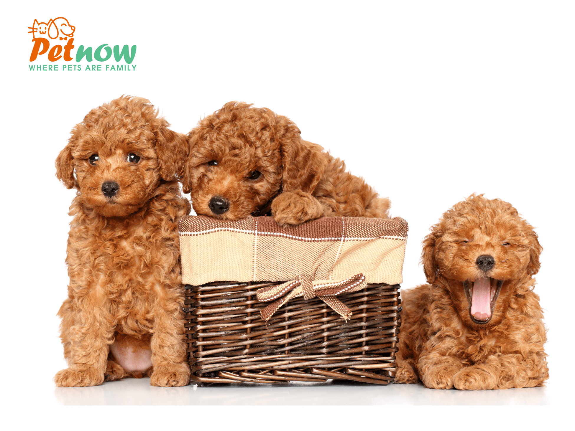 Tìm hiểu những điều cần biết về giống chó Poodle