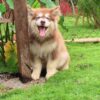 Chó Alaska màu nâu đỏ mã AK30677