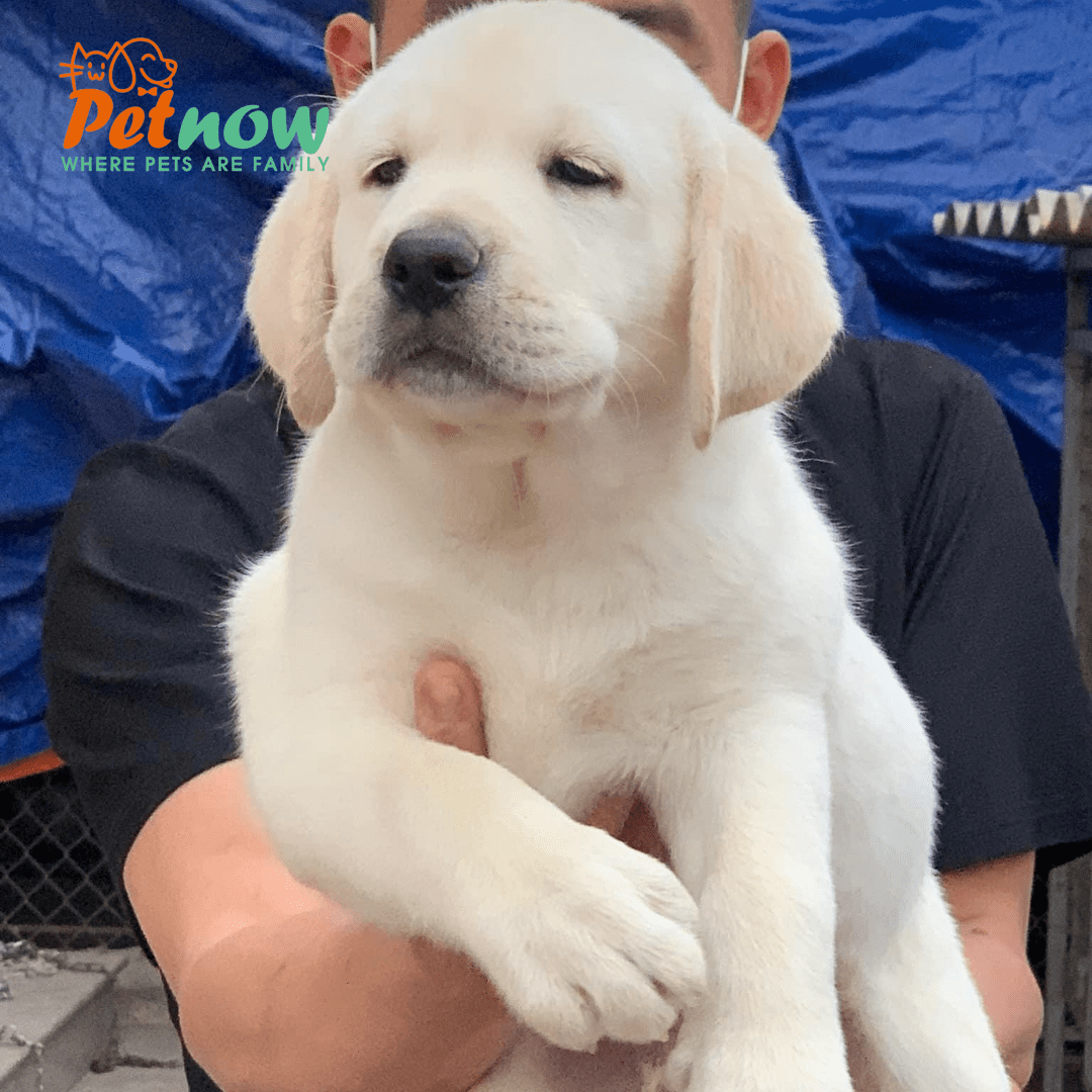 Chó Labrador Màu vàng kim Mã LD30661