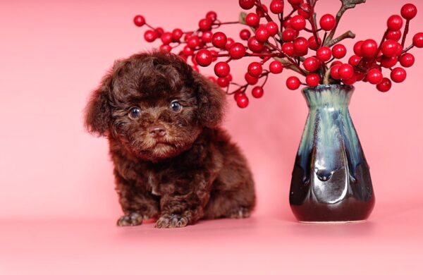 Chó Poodle tiny teacup màu socola mã PD30541