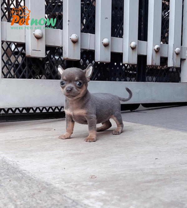 Chó Chihuahua Màu Lilactan Mã CH30601