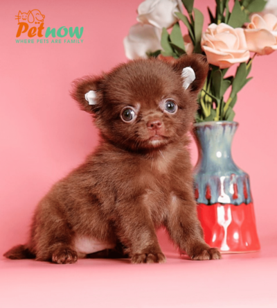 Chó Chihuahua Lông dài Màu Choco Mã CH30580