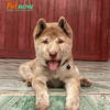 Chó H"Mông Cộc Màu vện Mã HMC30687