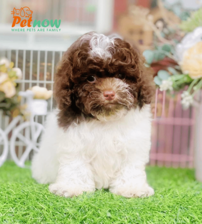 Chó Poodle bò sữa mã Pd30620