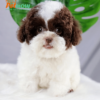 Chó Poodle bò socola mã PD30566