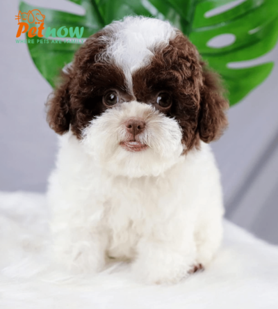 Chó Poodle bò socola mã PD30566