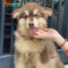 Chó Alaska màu nâu đỏ AK30714