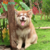 Chó Alaska màu nâu đỏ mã AK30677
