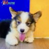 Chó Corgi Màu Tricolor Mã CG30758