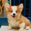 Chó Corgi VIP Màu vàng trắng Mã CG30755