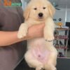 Chó Golden màu vàng kim Mã GD30735