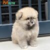 Chó Pom mini Màu Kem Mã PS30762