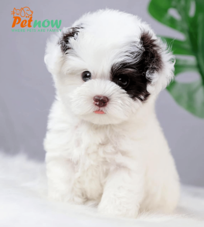 Chó Poodle Teacup bò sữa mã PD30564