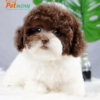Chó Poodle màu bò socola mã PD30565
