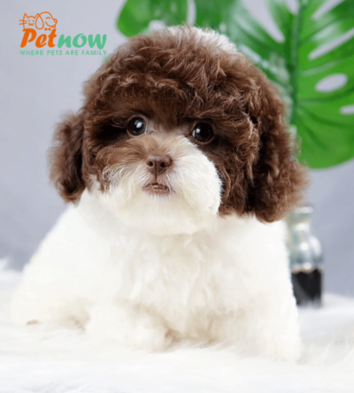 Chó Poodle màu bò socola mã PD30565