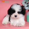 Chó Poodle tiny màu bò sữa mã PD30544