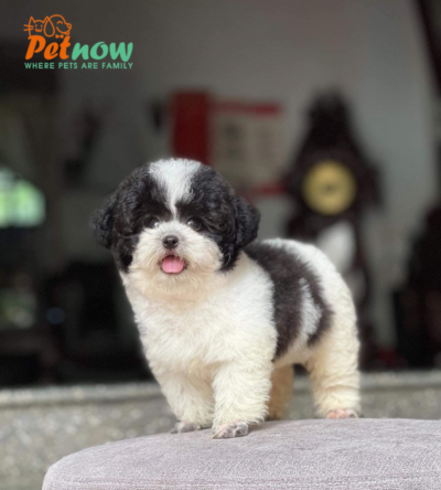 Chó Poodle màu bò sữa Mã PD30768