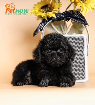 Chó Poodle màu đen tuyền mã PD30542