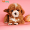 Chó Poodle Teacup màu trắng nâu mã PD30535