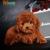 Chó poodle VIP màu nâu đỏ đậm mã PD30546