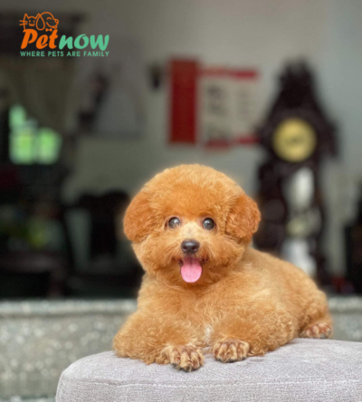 Chó Poodle màu nâu đỏ Mã PD30767