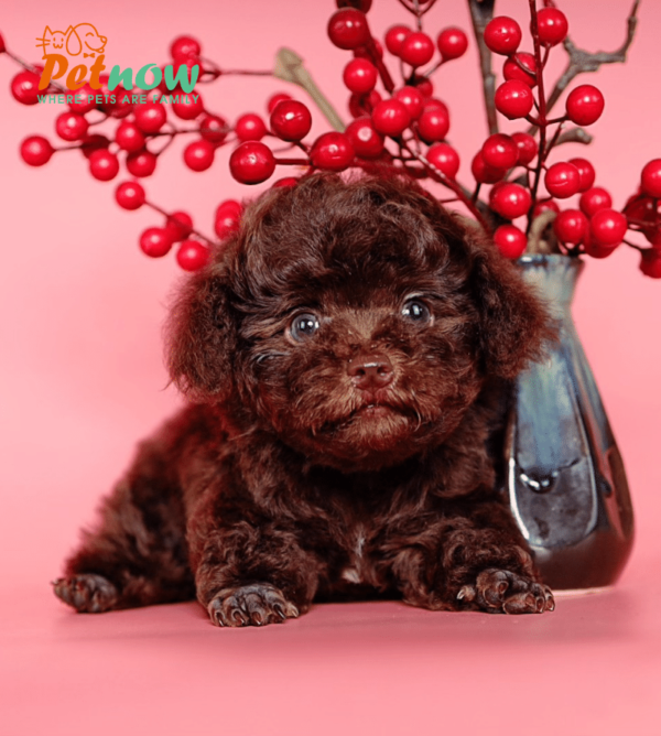 Chó Poodle màu Nâu Socola Mã PD30524