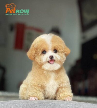 Chó Poodle Tiny Màu Vàng Mơ Mã PD30764