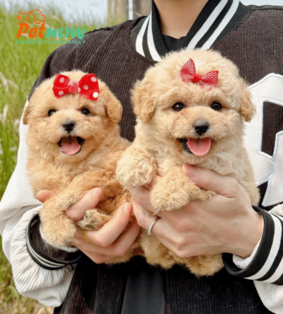 Chó Poodle Tiny màu kem mã Pd30613