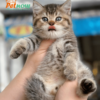 Mèo anh lông ngắn Màu black ticked Mã AN30646
