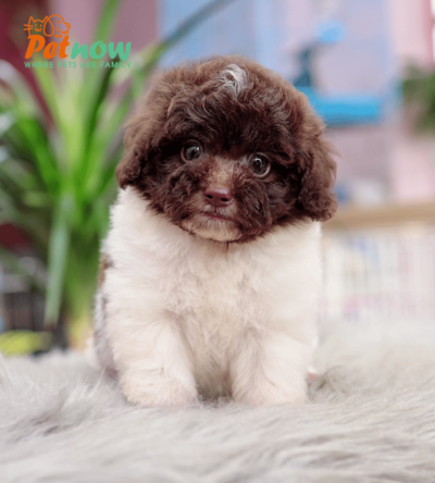 Chó Poodle bò socola mã PD30563