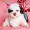 Chó Poodle màu bò socola mã PD30557